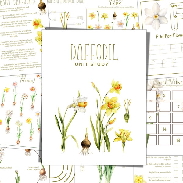 DAFFODIL Unit Study, Life Cycle, Anatomy, Nature Study, Science,  Handwriting, Homeschool Printable, Montessori, Instant DOWNLOAD