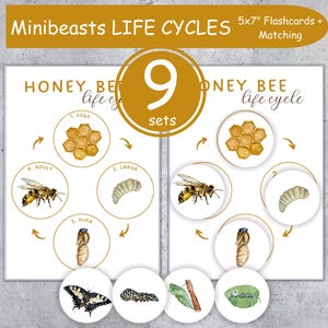 MINIBEASTS Life Cycle printable 5x7&quot; flashcards and matching worksheets (5x7&quot;). Montessori, Instant Download