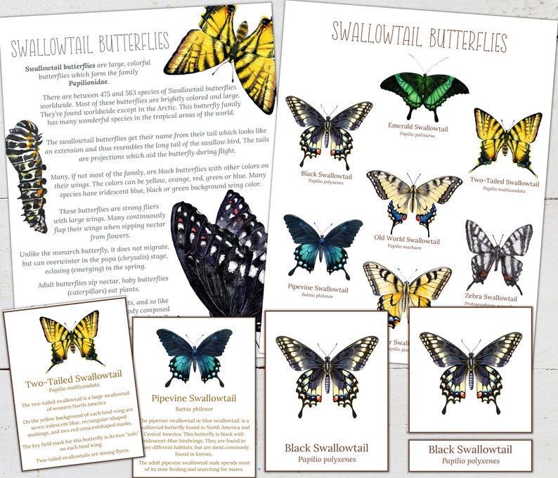 May include: A collection of colorful swallowtail butterfly illustrations with their names and scientific names. The illustrations are detailed and realistic, showing the butterflies' wings, bodies, and tails.
