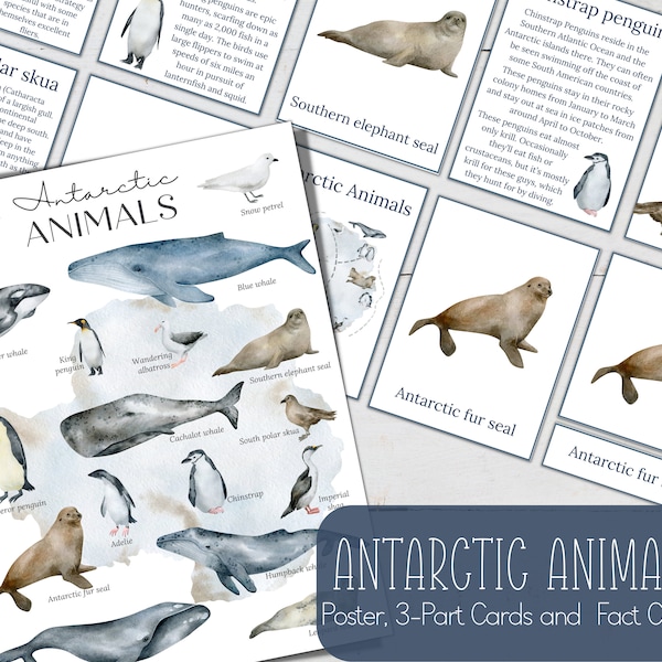 Antarctic Animals Fact Cards, 3 Part Cards and Mini Poster, Nature, Digital DIY, Montessori Cards, Homeschool Resources