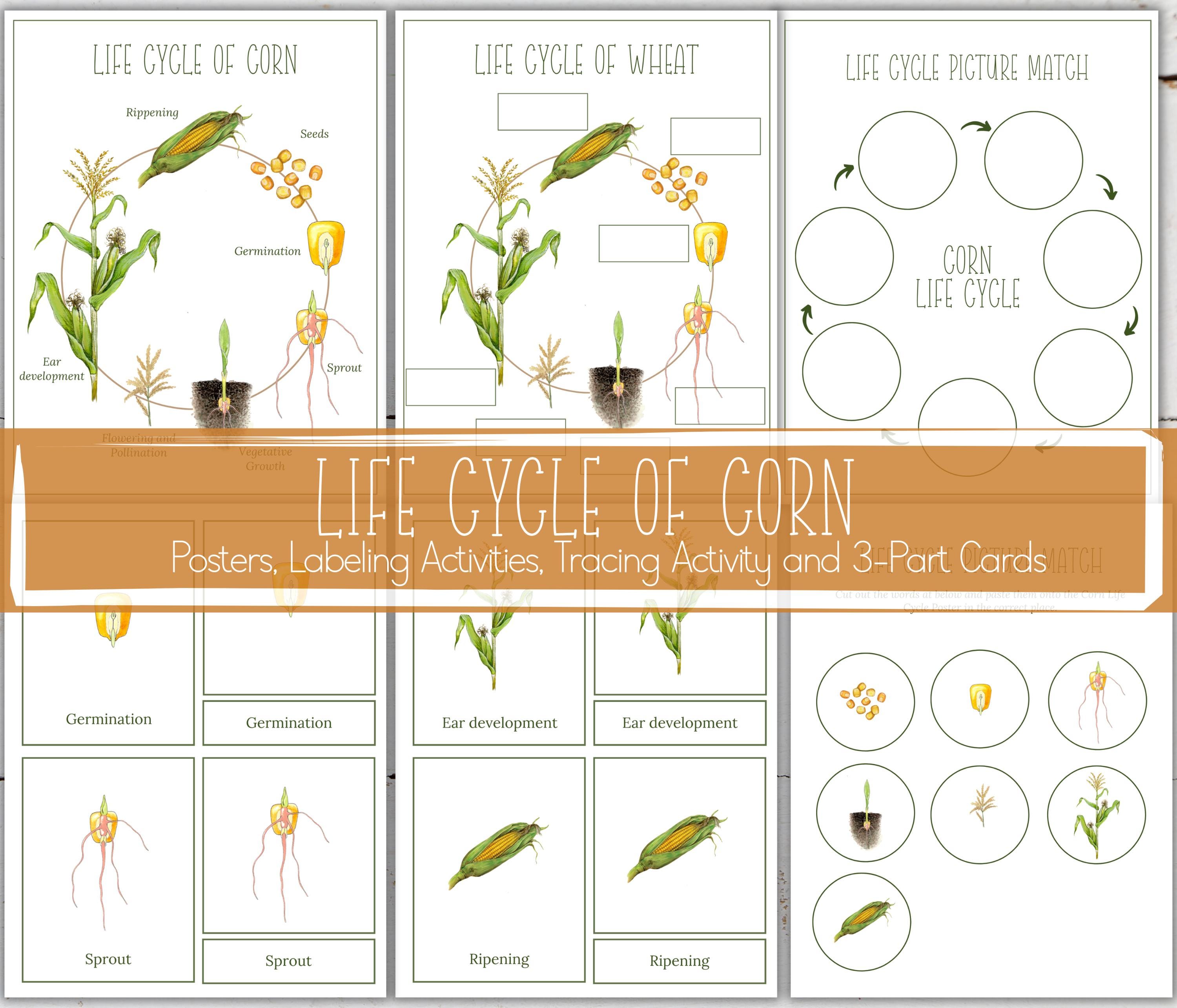 Corn Unit Study: Life Cycle, Anatomy, Homeschool Printable (instant ...