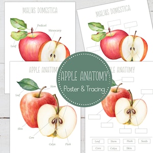 APPLE Anatomy,  Poster and Labeling Activity, Homeschool, Instant DOWNLOAD