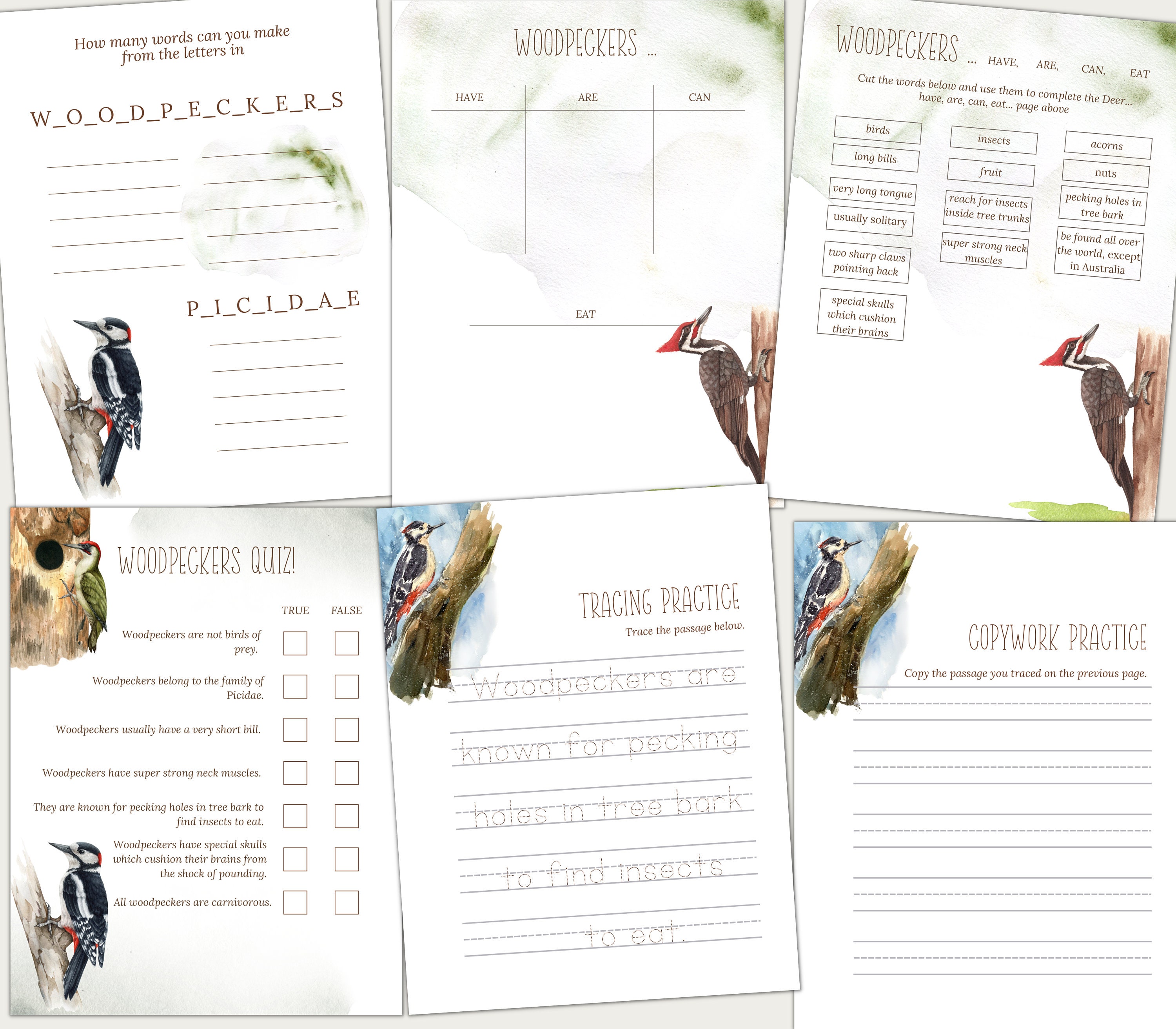 WOODPECKERS Unit Study Life Cycle Anatomy Nature Study - Etsy Singapore