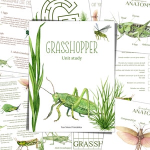 GRASSHOPPER Einheitsstudie, Lebenszyklus, Anatomie, Naturstudie, Wissenschaft, Handschrift, Homeschool Printable, Montessori, INSTANT DOWNLOAD