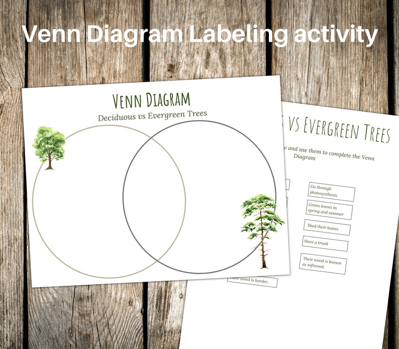 DECIDUOUS Vs EVERGREEN Trees Venn Diagram Activity Etsy