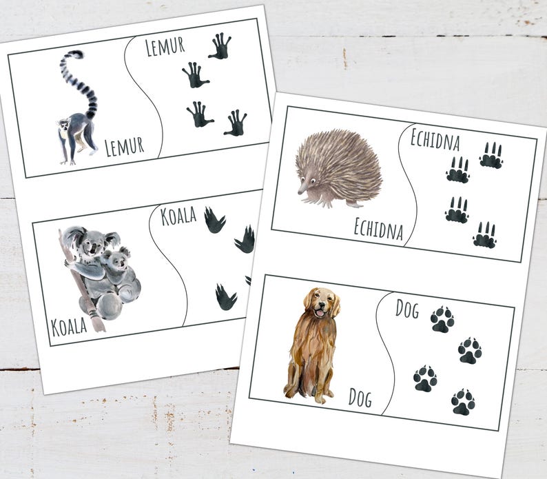 Animal Tracks Poster Set: Nature Study Cards & Puzzles (digital ...