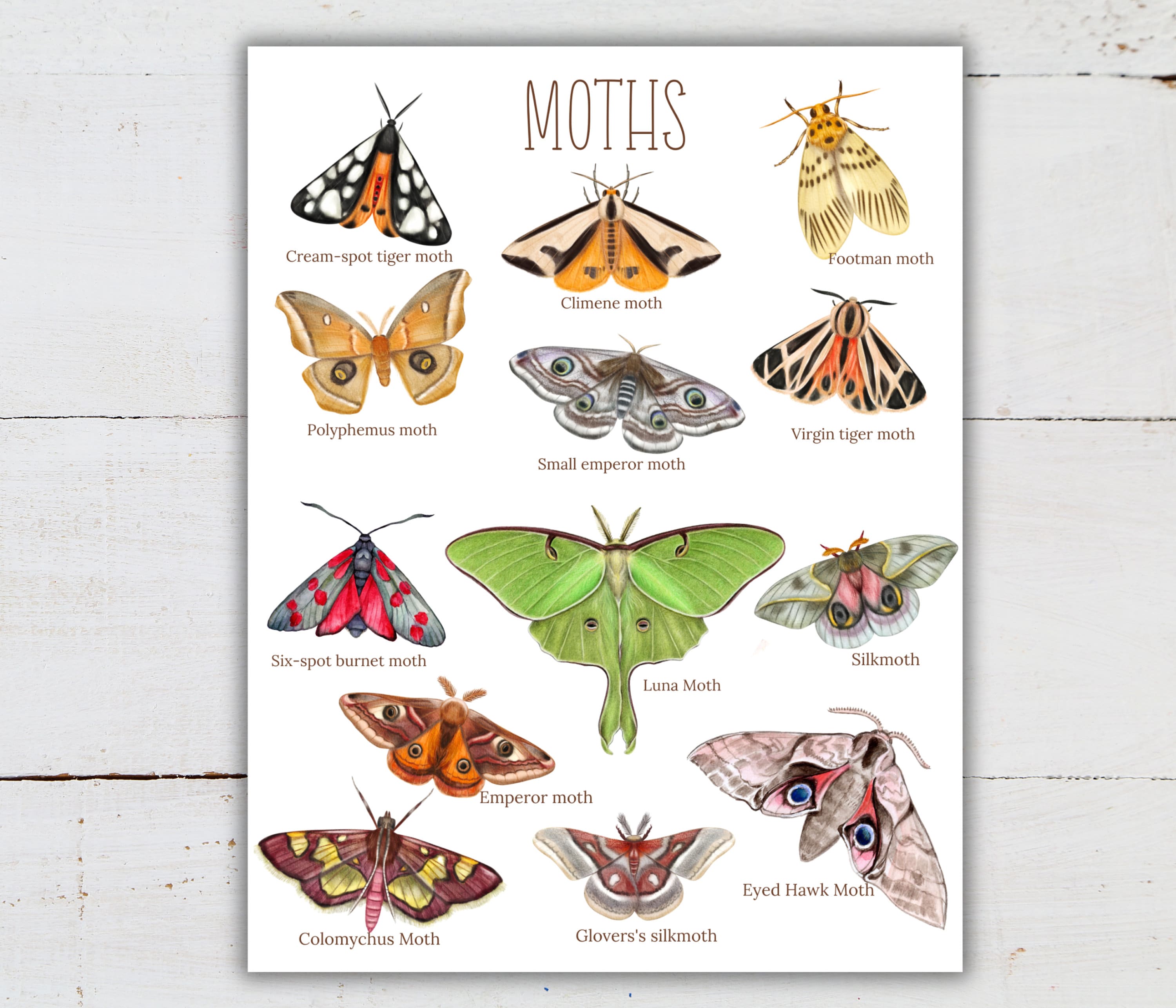 Labelled Moth Moth Species Fact Cards & Mini Poster: Montessori Homeschool (digital ...