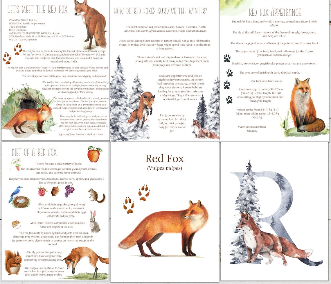 Fox Printable Factsheet Red Fox Unit Study: Life Cycle, Anatomy, Homeschool Printable (instant ...