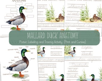 MALLARD DUCK Anatomy, Poster + Labeling and Tracing Activities, Homeschool, Instant Download