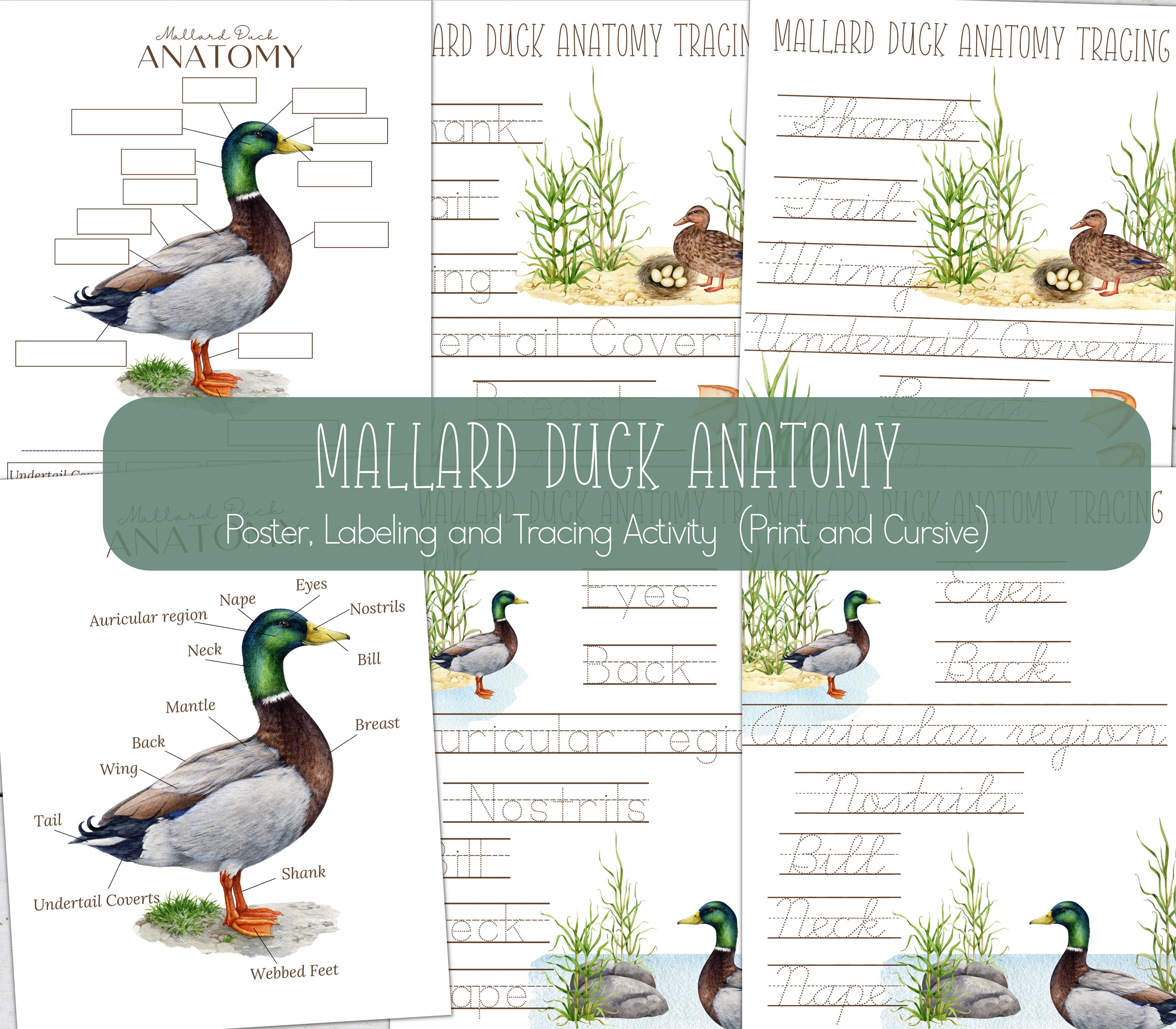 MALLARD DUCK Anatomy Poster Labeling and Tracing Etsy Canada
