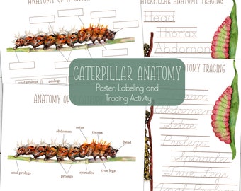 CATERPILLAR Anatomy, Poster + Labeling and Tracing Activities, Homeschool, Instant Download