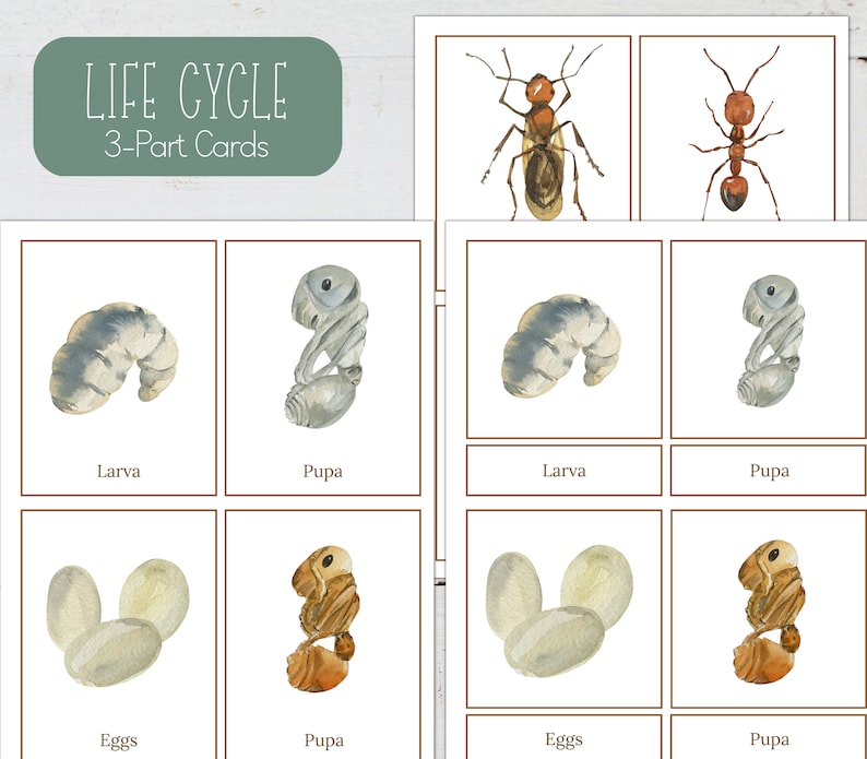 May include: A set of 3-part cards illustrating the life cycle of an ant. The cards show the ant in its egg, larva, pupa, and adult stages. The cards are illustrated with watercolor paintings.