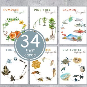 Tarjetas didácticas imprimibles de 5 x 7" sobre el ciclo de vida. Montessori, descarga instantánea
