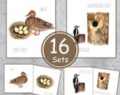 BIRDS and their NESTS flashcards and matching activity, Instant Download