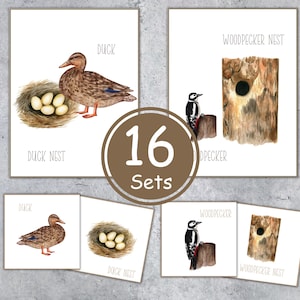 VOGELS en hun NESTS-flashcards en bijpassende activiteit, direct downloaden