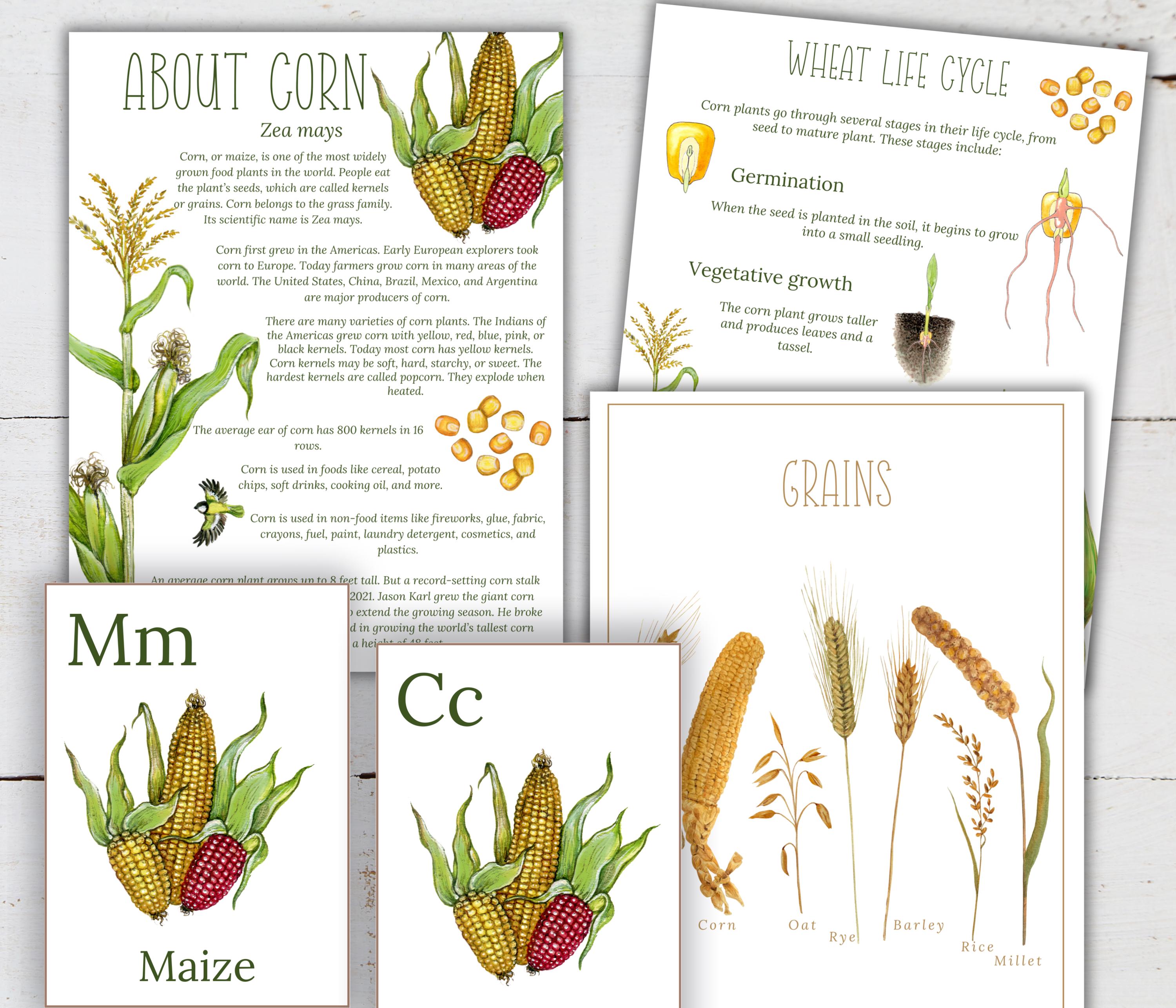 Corn Unit Study: Life Cycle, Anatomy, Homeschool Printable (instant ...