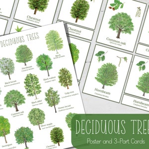 LAUBBÄUME Mini Poster und 3teilige Karten, Natur, Digitales DIY, Montessori Karten, Homeschool Ressourcen, Instant Download