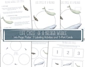 BELUGA WHALE Life Cycle, Nature Study, Homeschool Printable, Instant Download