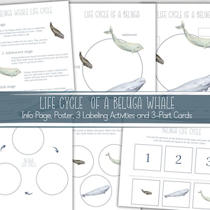 BELUGA WHALE Life Cycle, Nature Study, Homeschool Printable, Instant Download