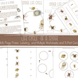 SPIDER levenscyclus, natuurstudie, thuisschool afdrukbaar, direct downloaden