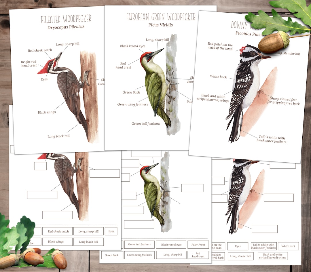 WOODPECKER Anatomy Poster and Labeling Activity Homeschool Etsy