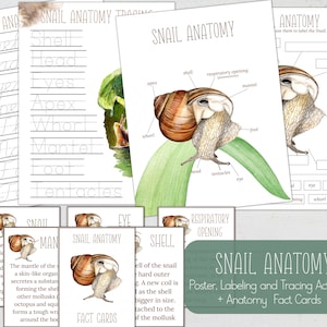 SCHNECKE Anatomie, Poster, Fact Cards, Beschriftung und Tracing Aktivität, Schnecke Studie, Homeschool, Sofort Download