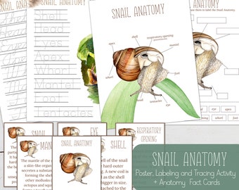 SNAIL Anatomy, Poster, Fact Cards, Labeling and Tracing Activity, Snail Study, Homeschool, Instant Download