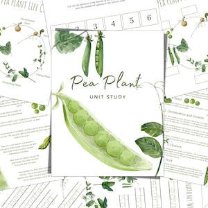 Estudio de la unidad de la planta PEA, ciclo de vida, anatomía, estudio de la naturaleza, ciencia, escritura a mano, educación en el hogar, Montessori, DESCARGA INSTANTÁNEA