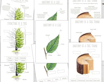 Poster sur l'anatomie de l'arbre : activité d'étiquetage du tronc et des feuilles (téléchargement numérique)