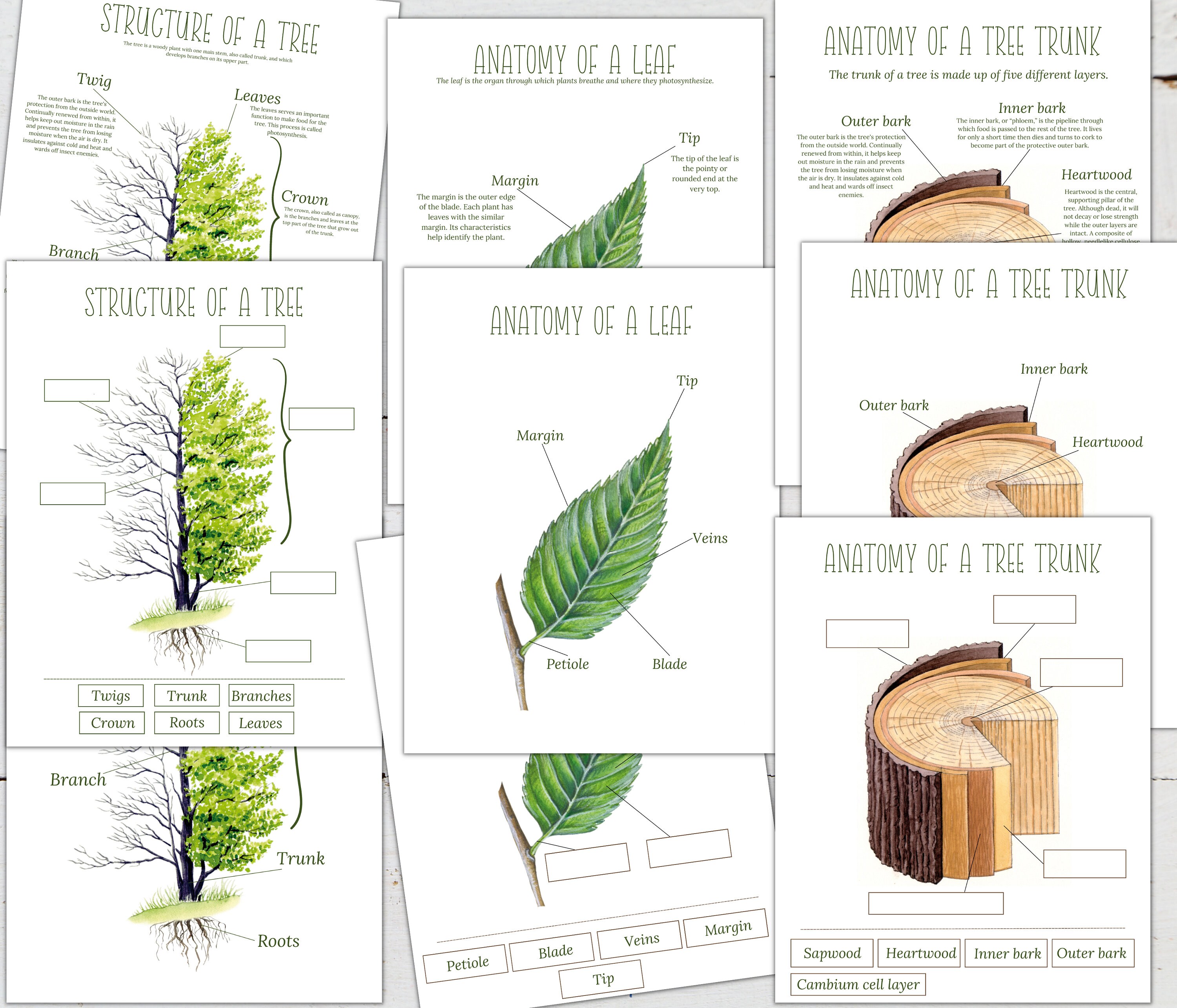 Tree Trunk Anatomy Tree Anatomy & Life Cycles Nature Study Pack