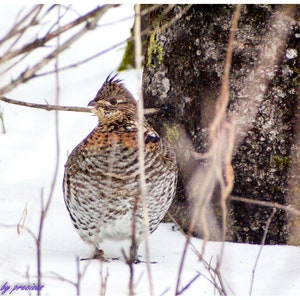 ruffled grouse