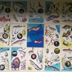 Vintage Sovjet-postkaartenset – Educatieve kaarten Sea Life & Fish, 1985 USSR Nature Park Fauna Series (set van 16)