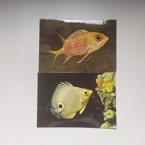 Vintage Soviet Postcards – Tropical Sea Life, Colorful Fish Photography, USSR 1980s, Ocean Marine Life, Set of 2, Very Good Condition