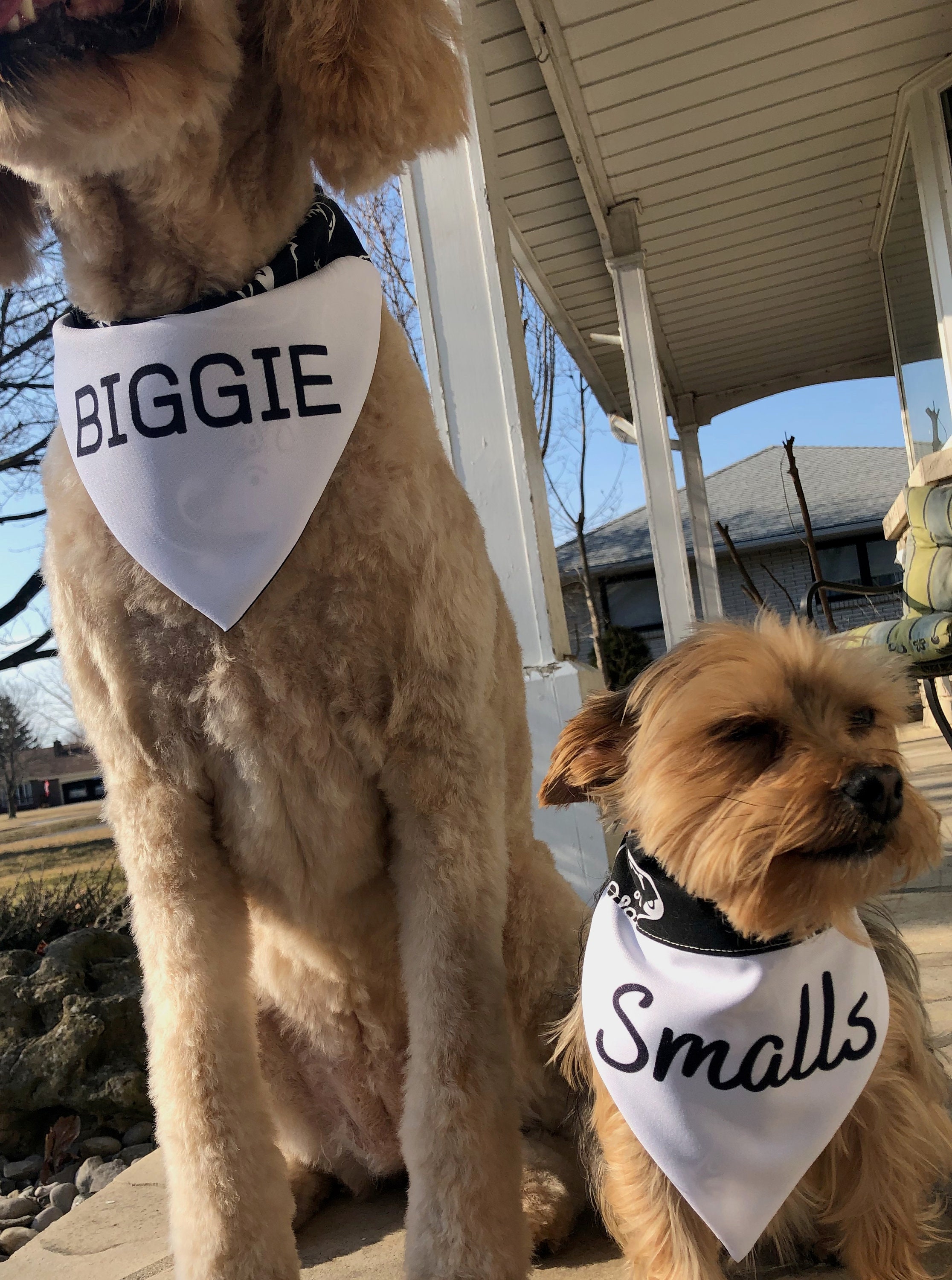 biggie smalls dog shirt