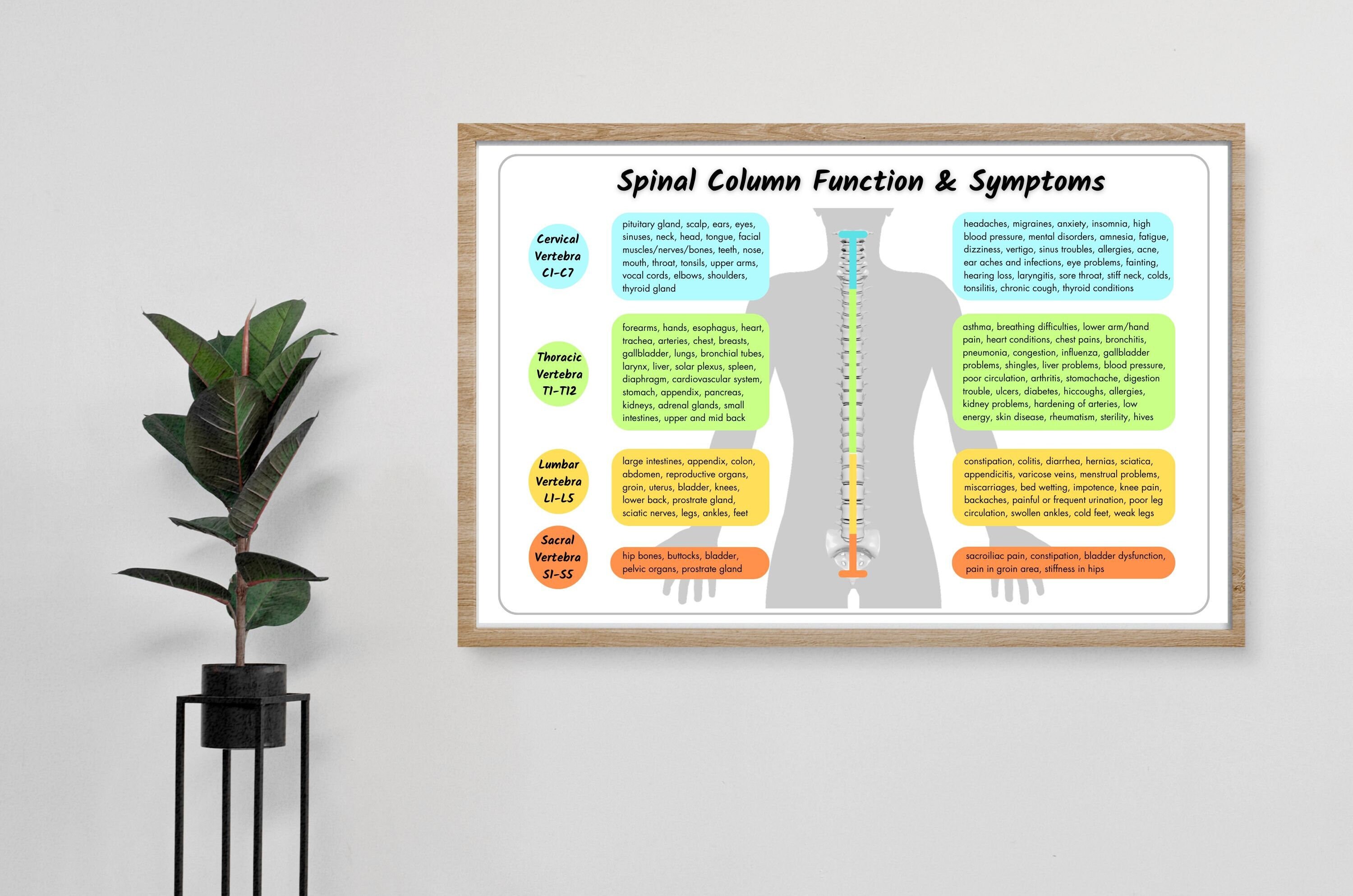 Chiropractic Spinal Column Function Poster, Vertebra Symptoms (digital ...