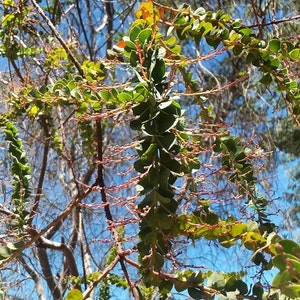 Acacia pravissima seeds - "Oven's Wattle" - Hardy Zone 8