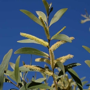 Acacia leiocalyx Seeds - &#39;Lamb&#39;s Tail Wattle&#39;, &#39;Curracabah&#39; - Australian Evergreen Icon