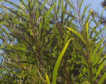 Acacia conniana - Extremely Rare - (Acacia acuminata var. latifolia)