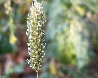 Awned Canary Grass - Phalaris paradoxa seeds