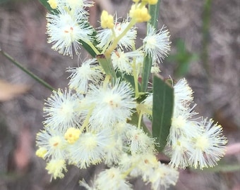 Acacia suaveolens seeds - "Sweet Wattle" Cold Hardy Australian Evergreen Shrub