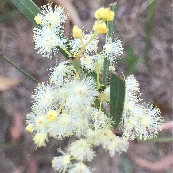 Acacia suaveolens seeds - "Sweet Wattle" Cold Hardy Australian Evergreen Shrub