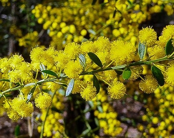 Acacia acinacea Seeds - "Gold Dust Wattle", "Round-Leaf Wattle" - Cold Hardy Drought Tolerant Australian Evergreen Shrub