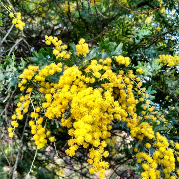 Acacia baileyana Seeds - "Cootamundra Wattle" - Australian Hardy Evergreen Tree Seeds