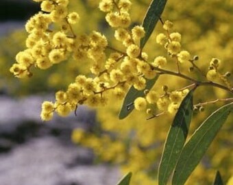 Acacia steedmanii Seeds - "Roadside Wattle" - Australian Evergreen Tree/Shrub - Golden Flowers