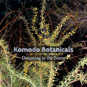 Acacia Dream Forest Seed Supply - Seeds from 15 Astounding Australian Wattle Species - Rare Evergreen Legume Trees and Shrubs
