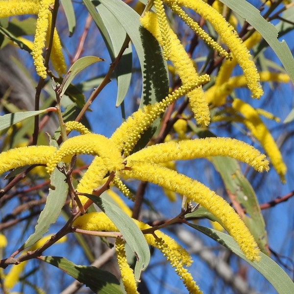 Acacia crassa Seeds - "Curracabah" - Rare Evergreen Flowering Legume Tree - Closely Allied to Acacia leiocalyx