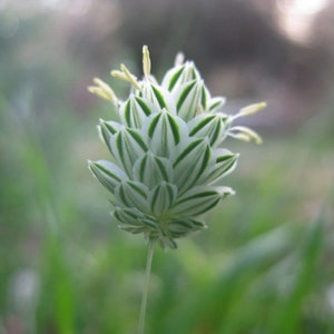 P-h-a-l-a-r-i-s B-r-a-c-h-y-s-t-a-c-h-y-s Seeds image 1