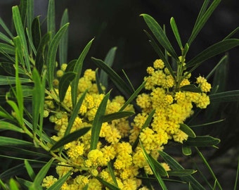 Acacia uncifolia seeds - "Coast Wirilda" - Australian Evergreen