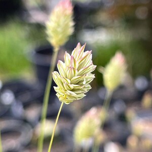 P-h-a-l-a-r-i-s B-r-a-c-h-y-s-t-a-c-h-y-s Seeds image 8