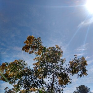 50+ Acacia species Seed Sample Pack - Seeds of 50 Different Wattle Species From Australia